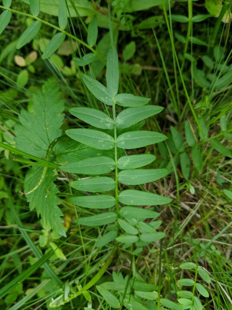 Polemonium lacustre photo 7