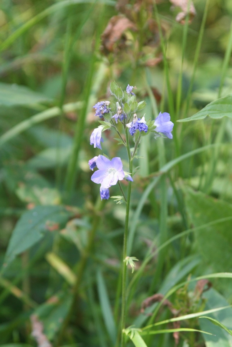 Polemonium lacustre photo 8