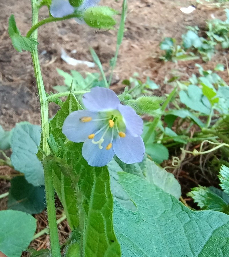 Polemonium mexicanum
