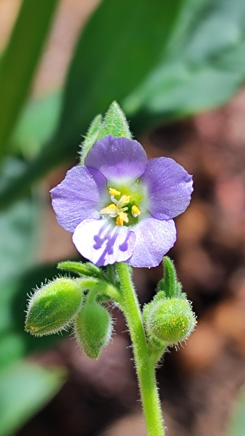 Polemonium mexicanum photo 2
