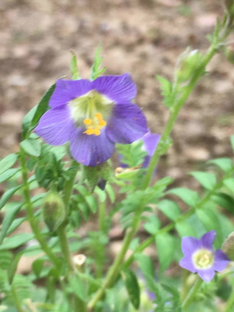 Polemonium mexicanum photo 3