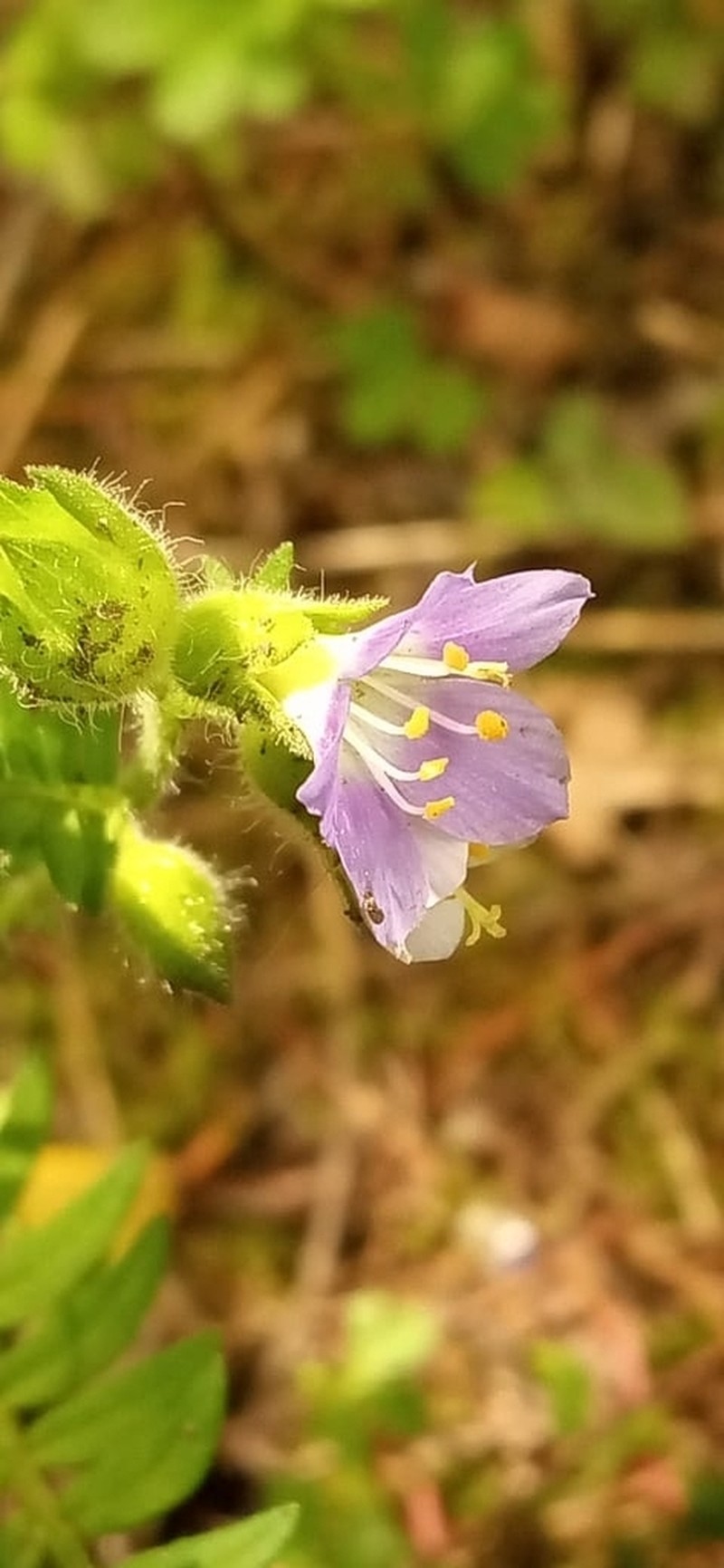 Polemonium mexicanum photo 4