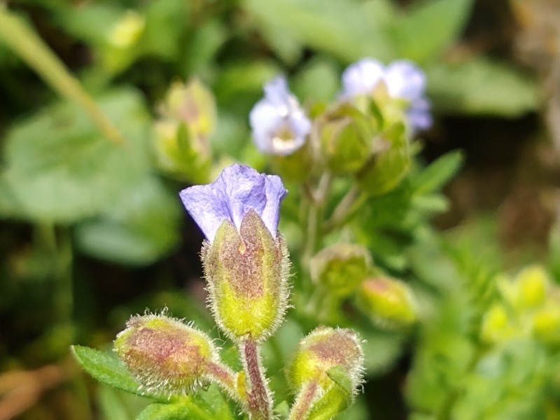Polemonium mexicanum photo 5