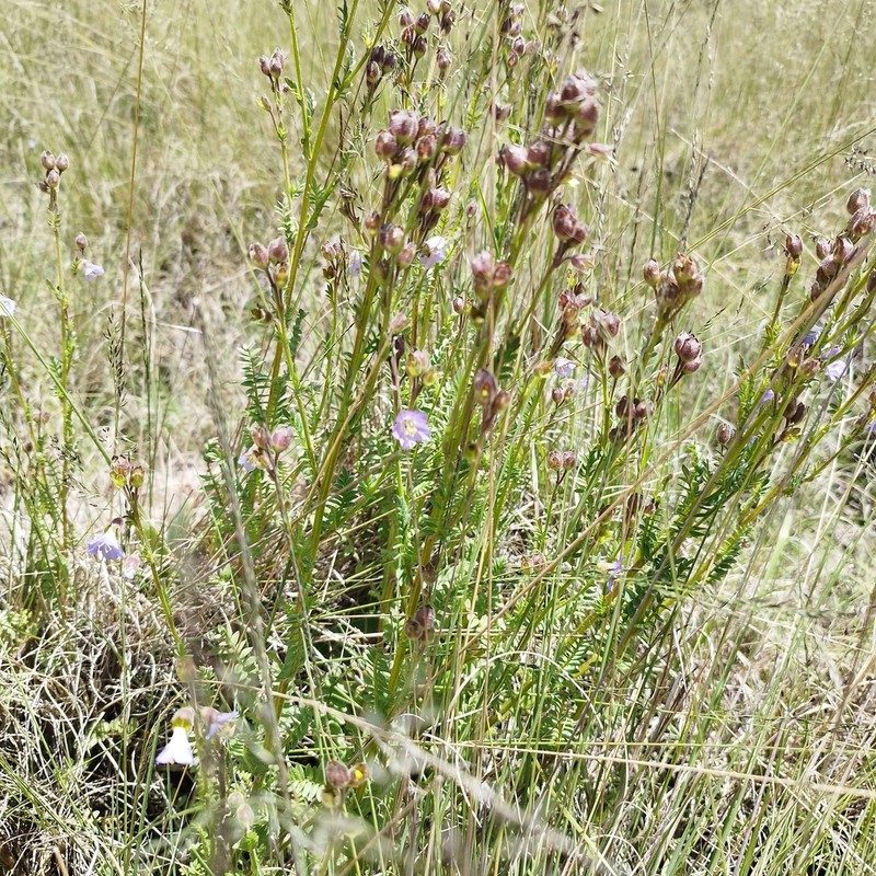 Polemonium mexicanum photo 6