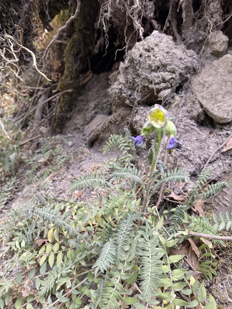 Polemonium mexicanum photo 7