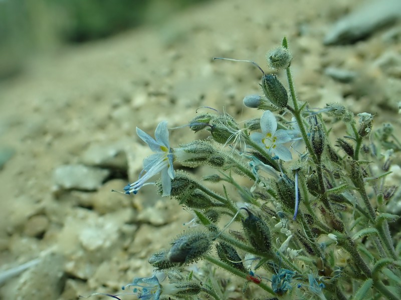 Annual Polemonium photo 4