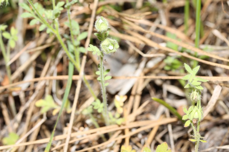 Annual Polemonium photo 2