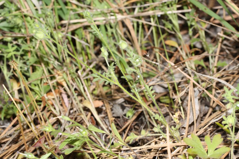 Annual Polemonium photo 3