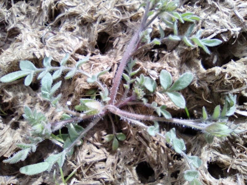 Annual Polemonium photo 3