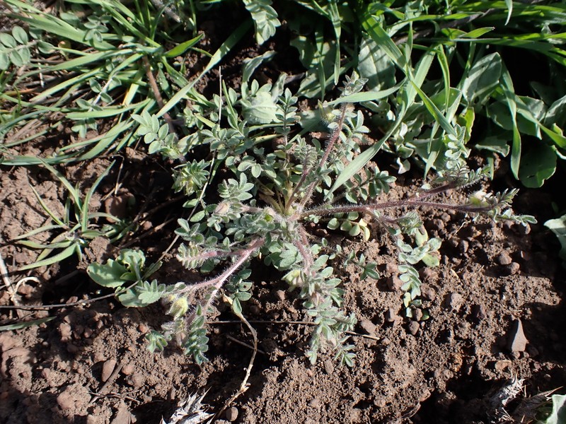 Annual Polemonium photo 4