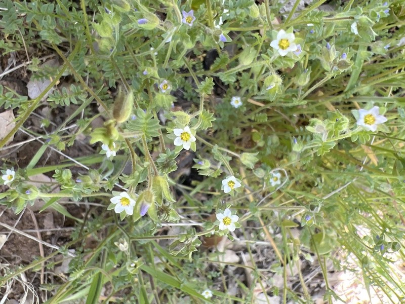 Annual Polemonium photo 5