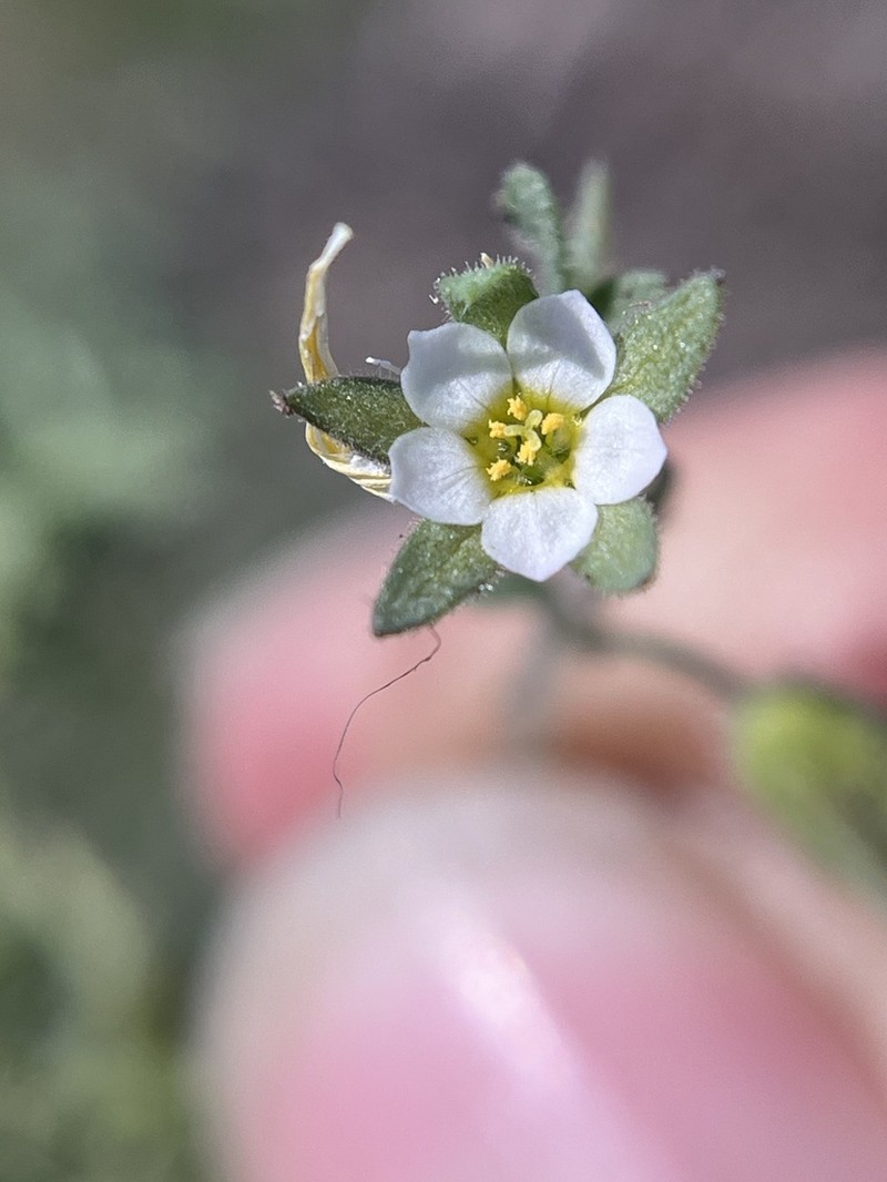 Annual Polemonium photo 6