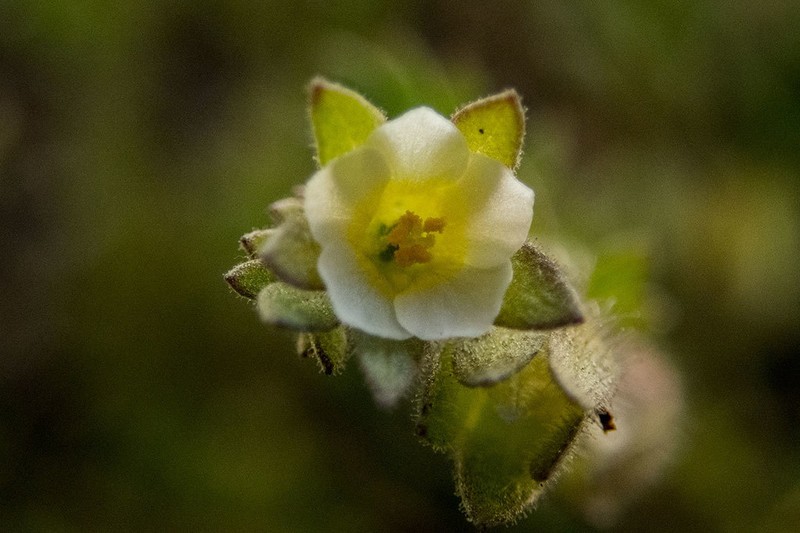 Annual Polemonium photo 7
