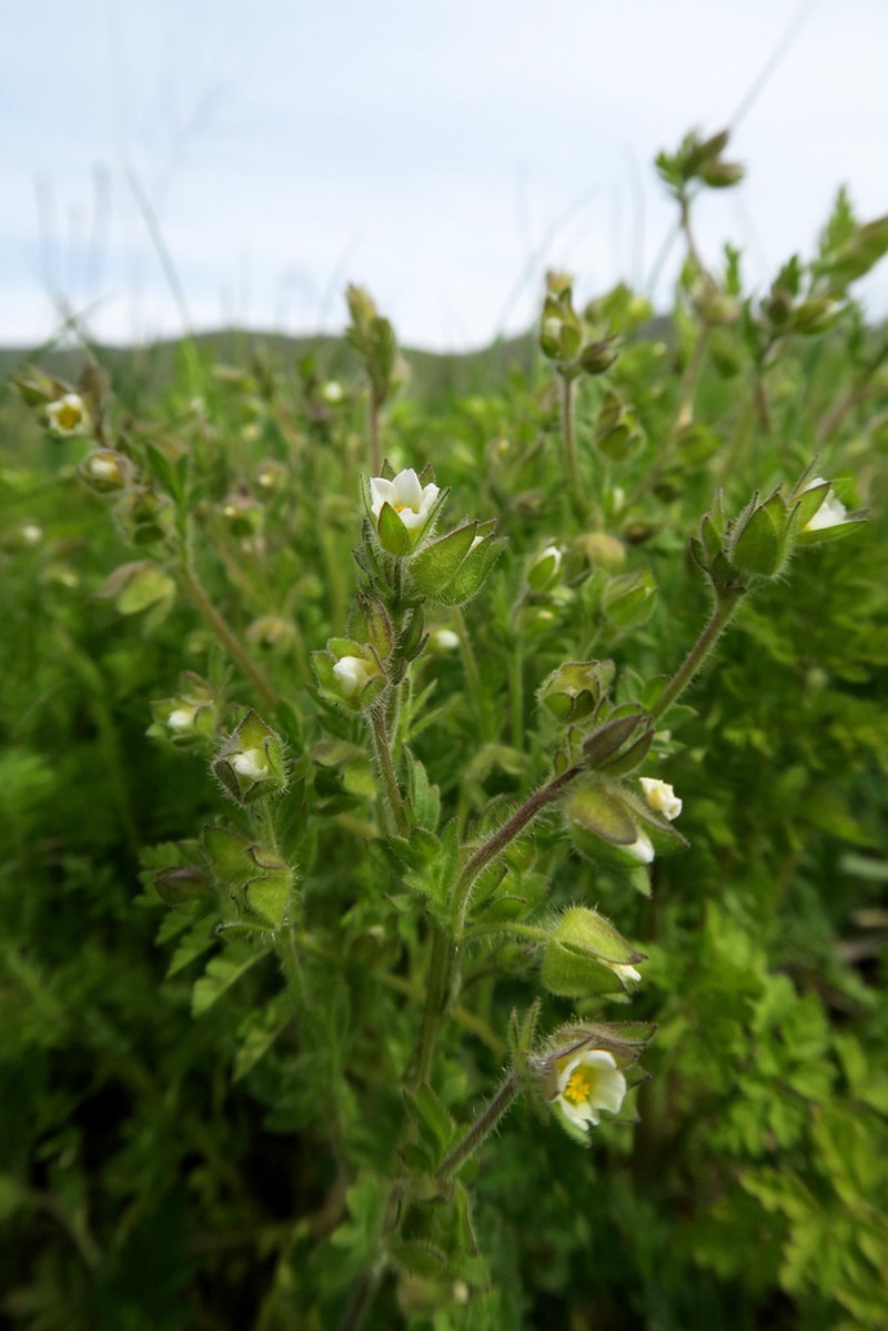 Annual Polemonium photo 8