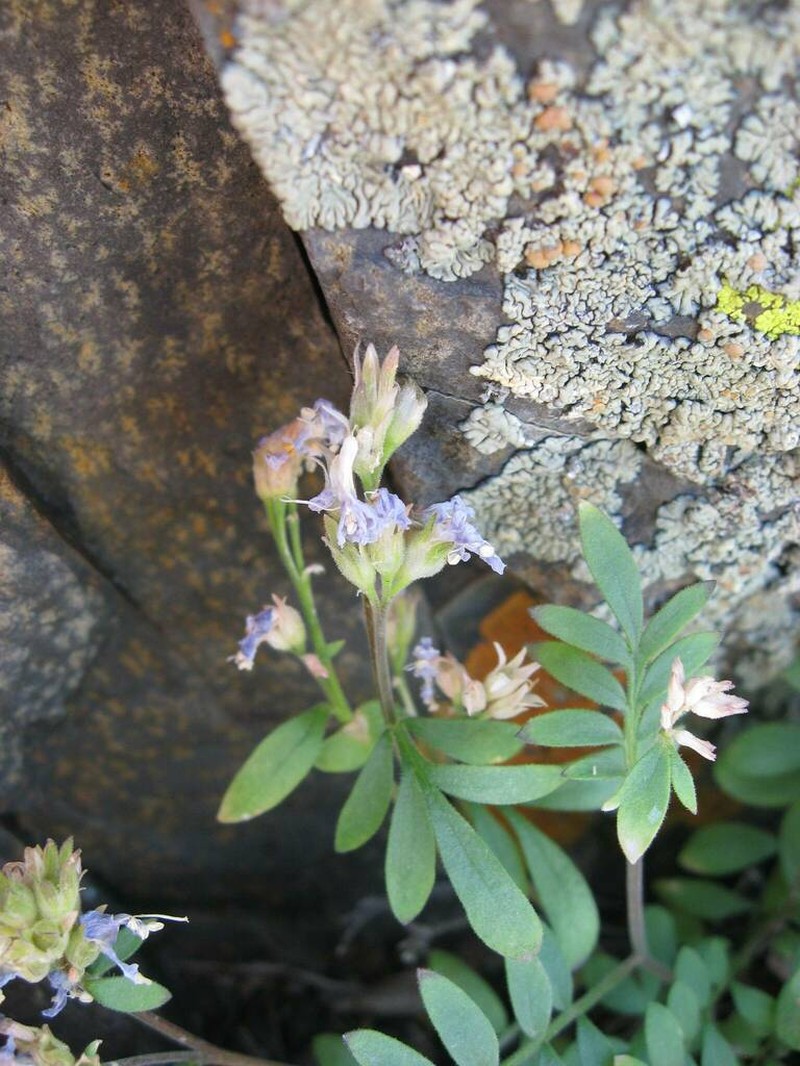 Nevada Jacob's-Ladder
