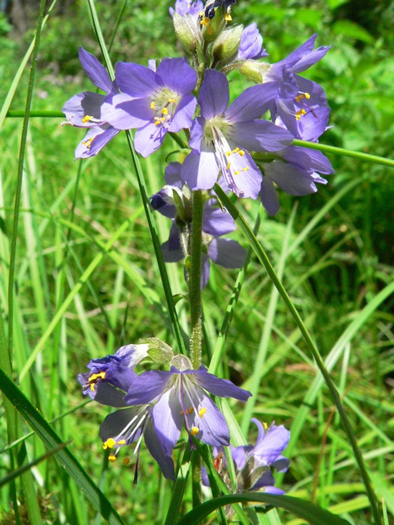 Western Polemonium
