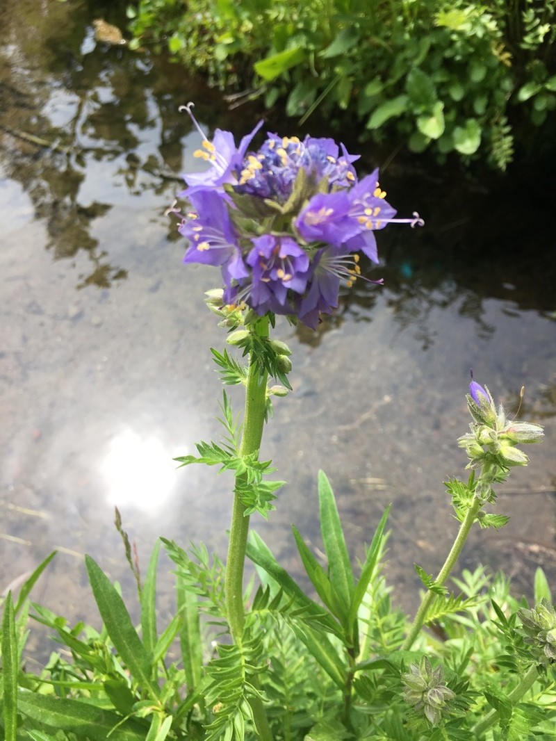 Western Polemonium photo 2