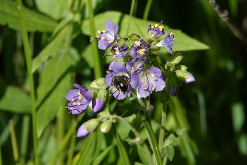Western Polemonium photo 3