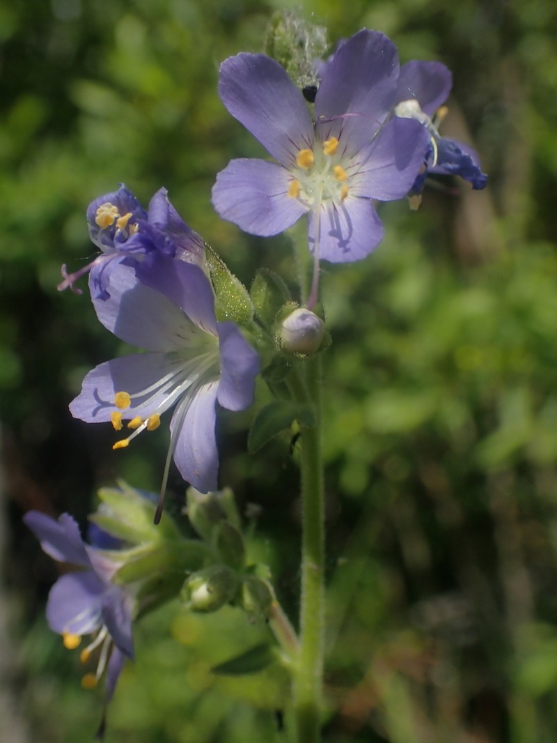 Western Polemonium photo 4