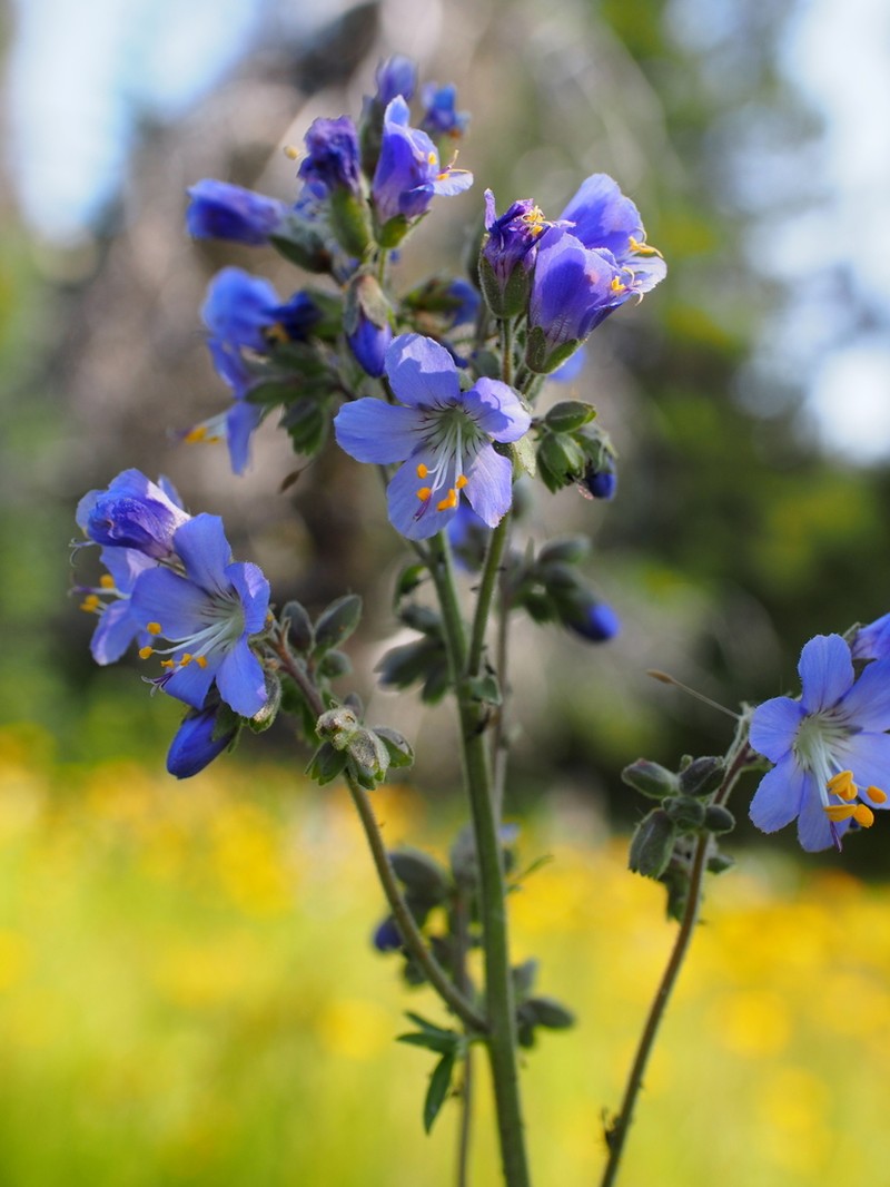 Western Polemonium photo 5