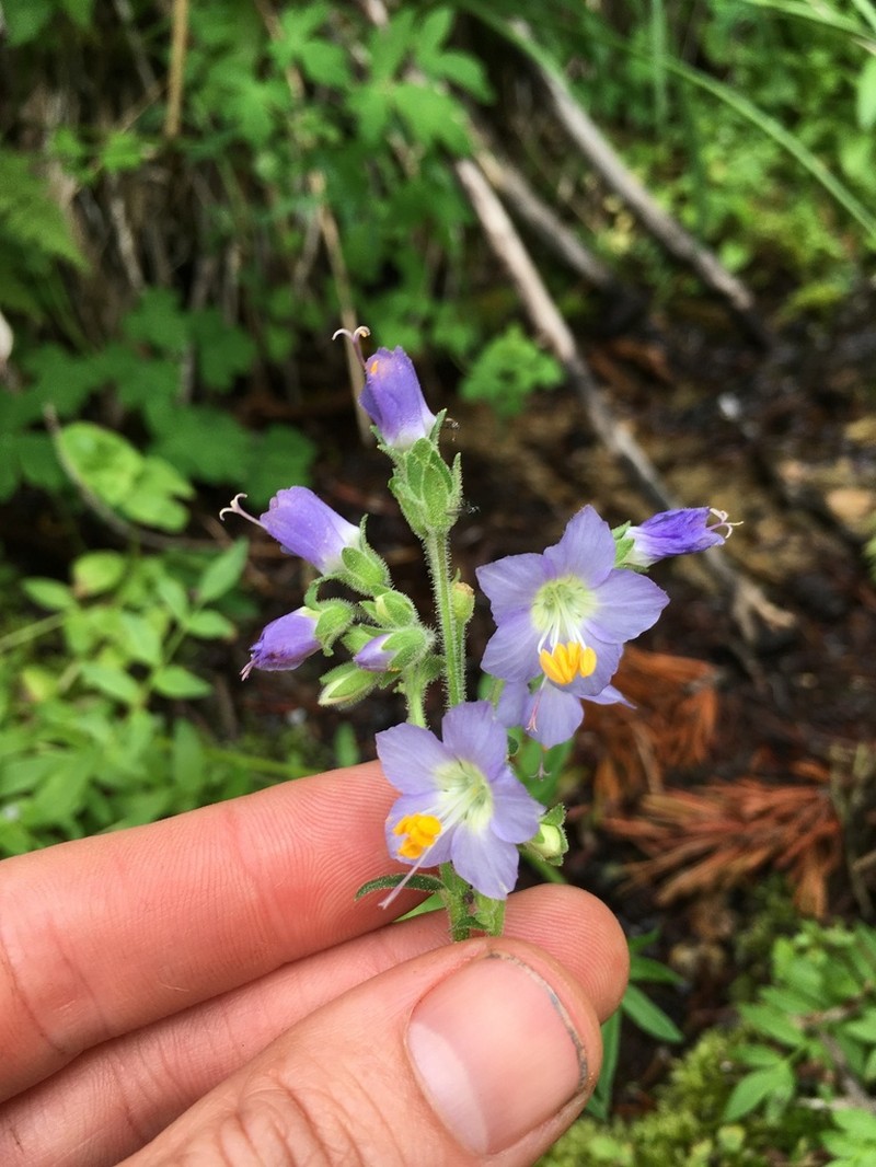 Western Polemonium photo 6