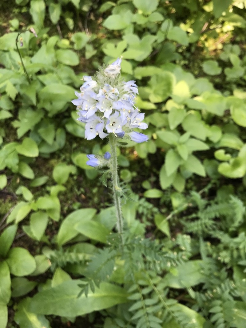 Western Polemonium photo 7