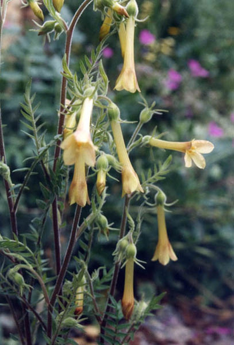 Fewflower Jacob's-Ladder