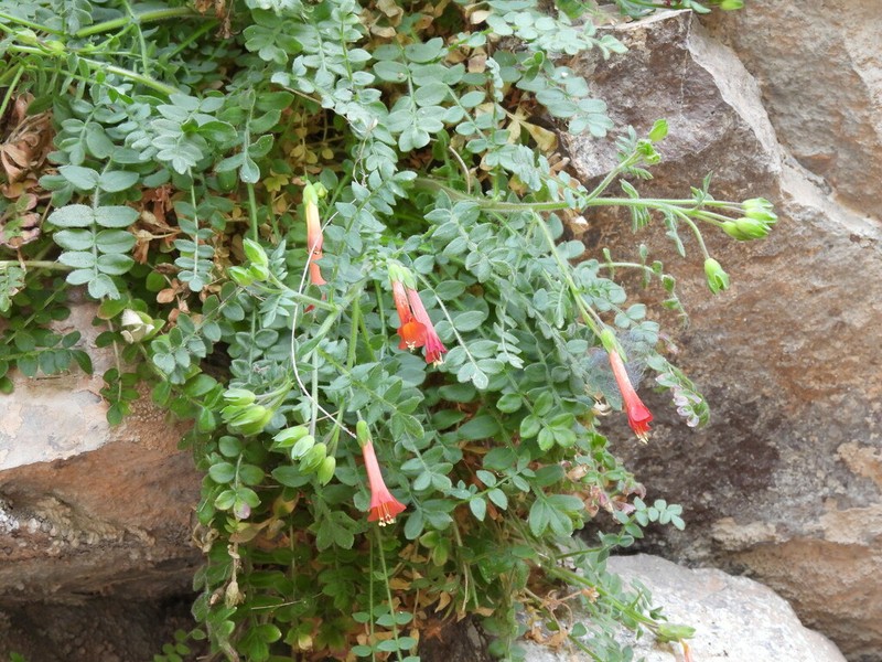 Fewflower Jacob's-Ladder photo 2