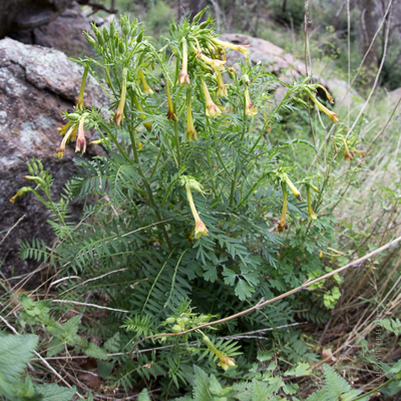 Fewflower Jacob's-Ladder photo 3