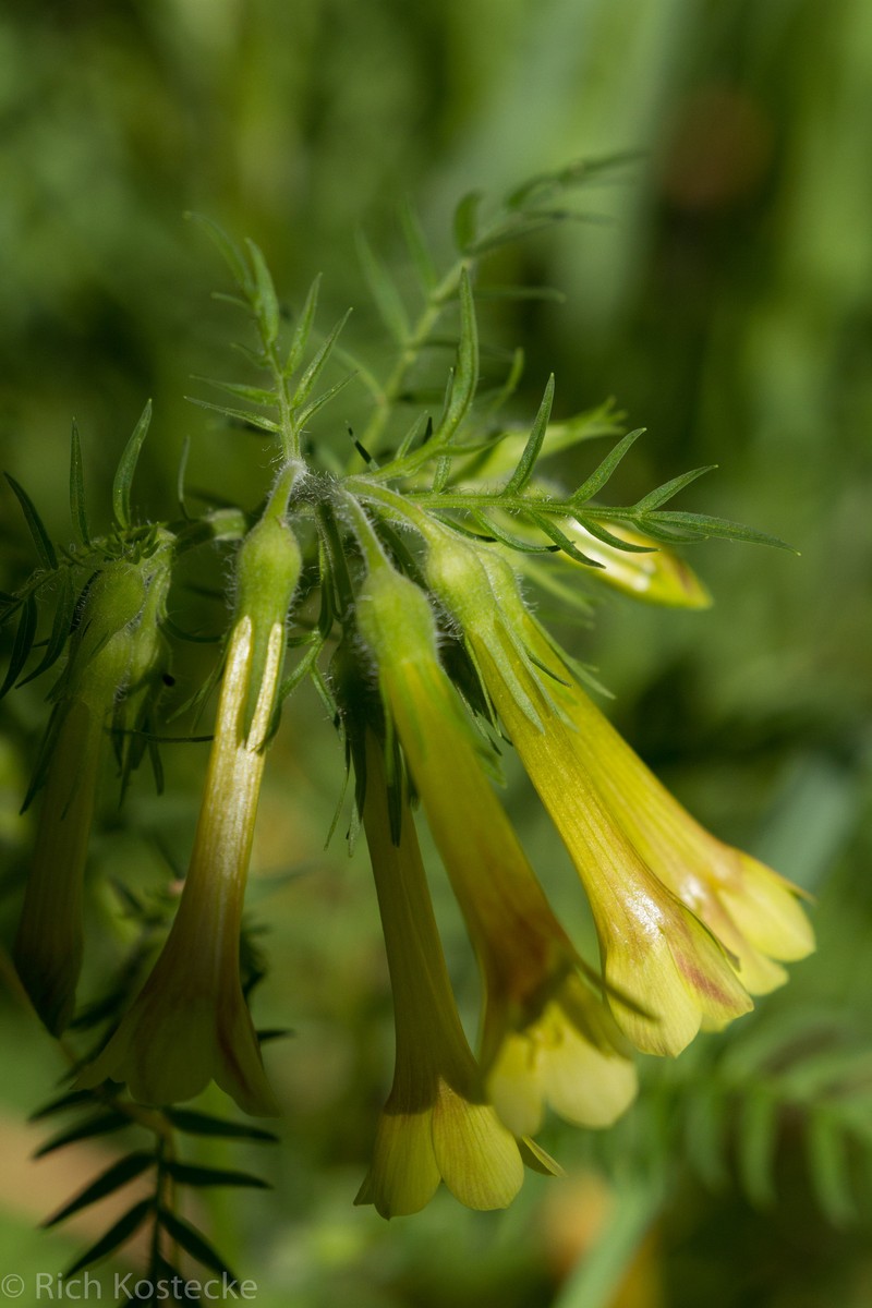 Polemonium pauciflorum subsp. hinckleyi