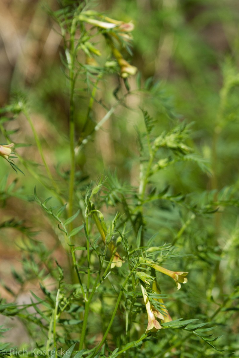 Polemonium pauciflorum subsp. hinckleyi photo 2