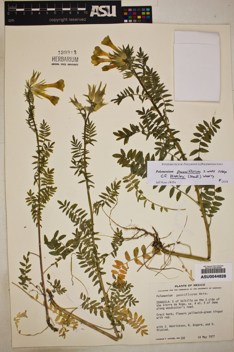 Polemonium pauciflorum subsp. hinckleyi photo 3