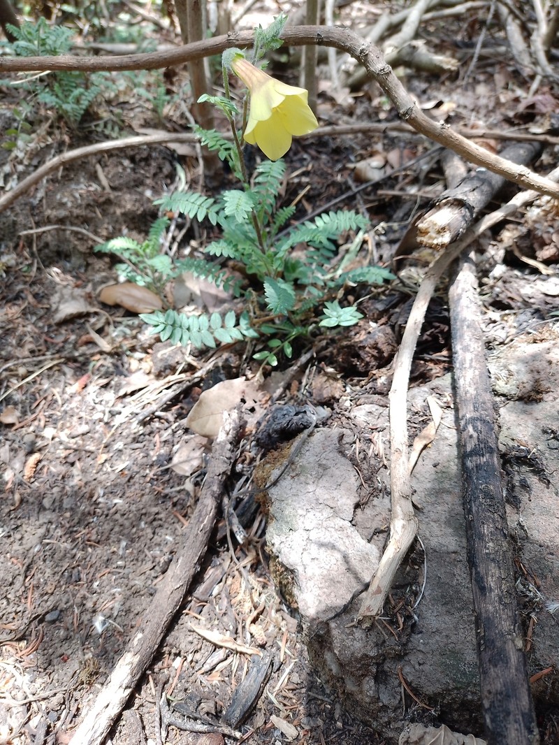Polemonium pauciflorum subsp. melindae photo 2