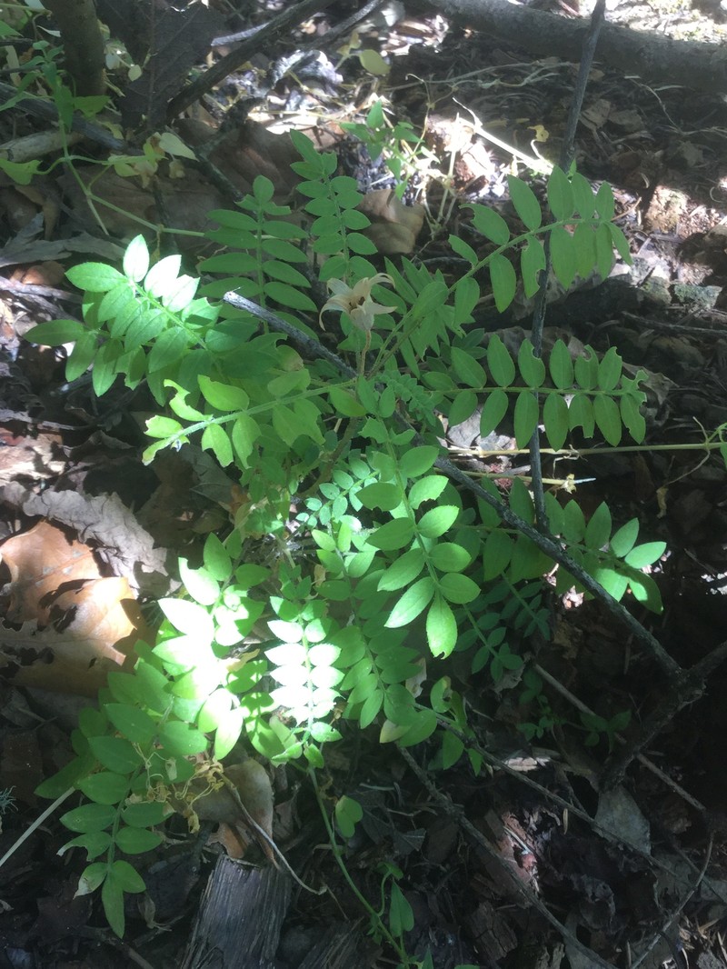 Polemonium pauciflorum subsp. melindae photo 3