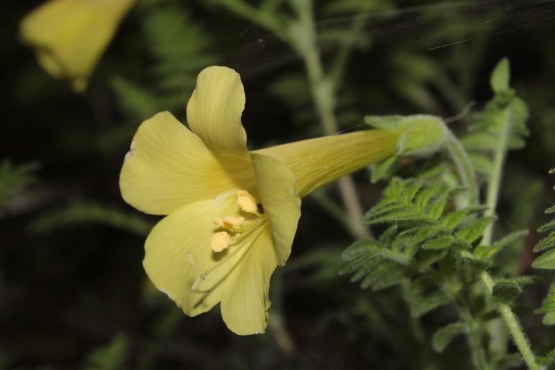 Polemonium pauciflorum subsp. melindae photo 4