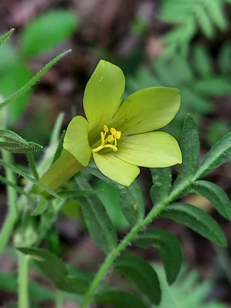Polemonium pauciflorum subsp. pauciflorum