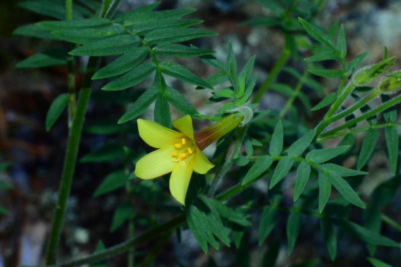 Polemonium pauciflorum subsp. pauciflorum photo 2