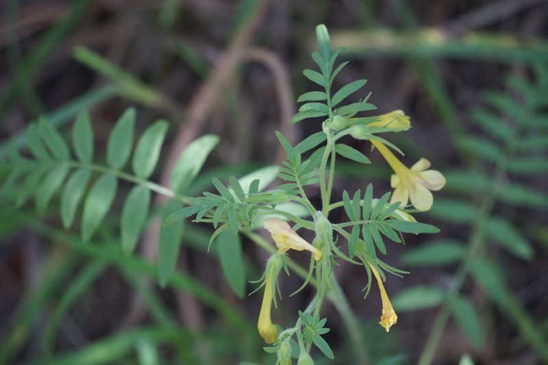 Polemonium pauciflorum subsp. pauciflorum photo 3