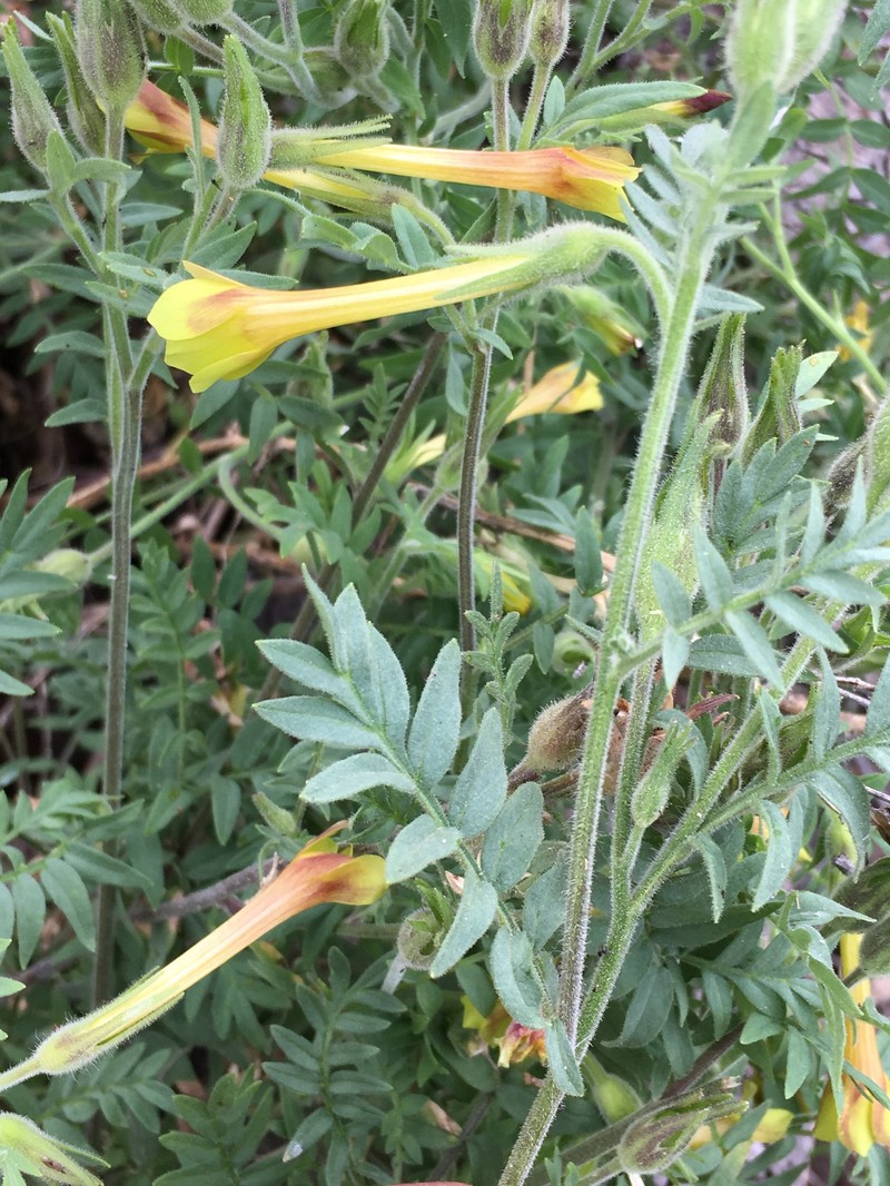 Polemonium pauciflorum subsp. pauciflorum photo 4
