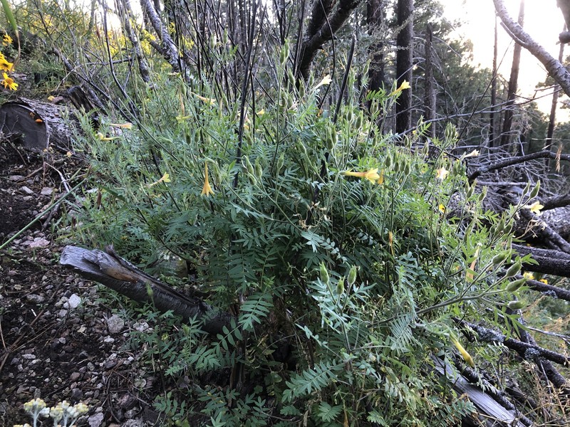 Polemonium pauciflorum subsp. pauciflorum photo 5