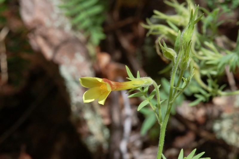 Polemonium pauciflorum subsp. pauciflorum photo 6