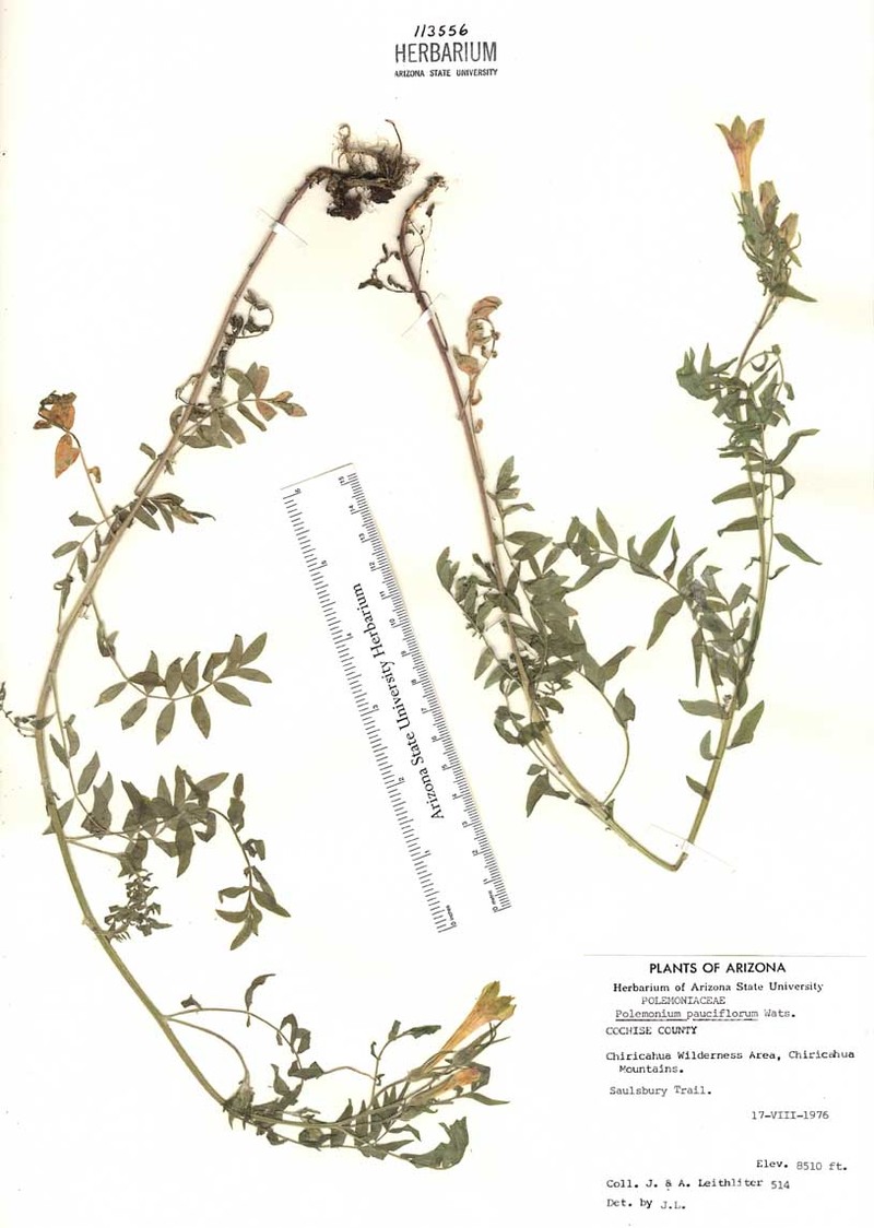 Polemonium pauciflorum subsp. pauciflorum photo 7