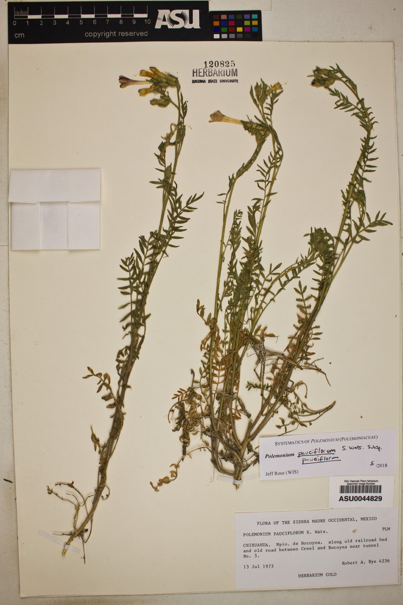 Polemonium pauciflorum subsp. pauciflorum photo 8