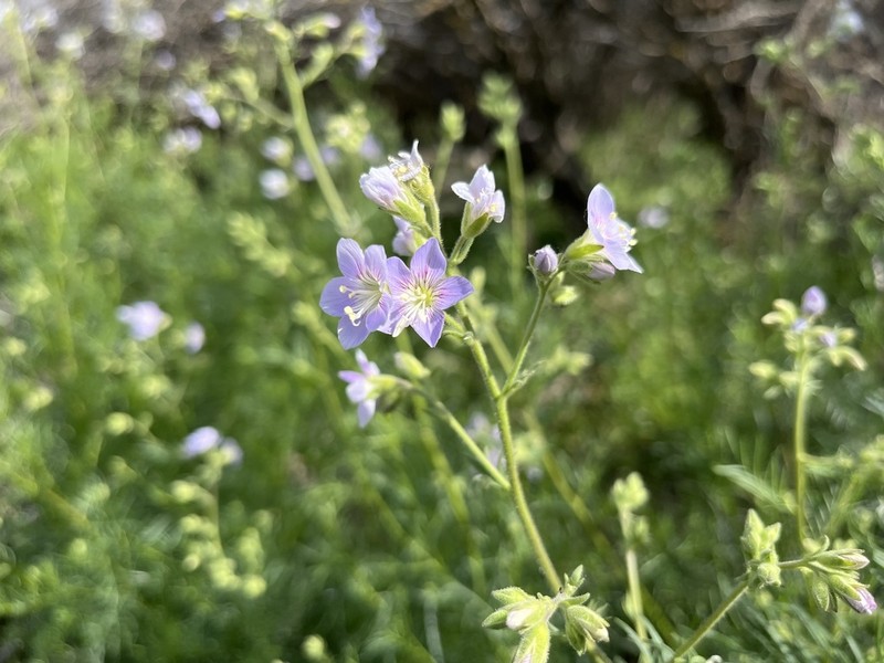 Washington Jacob's-Ladder photo 2