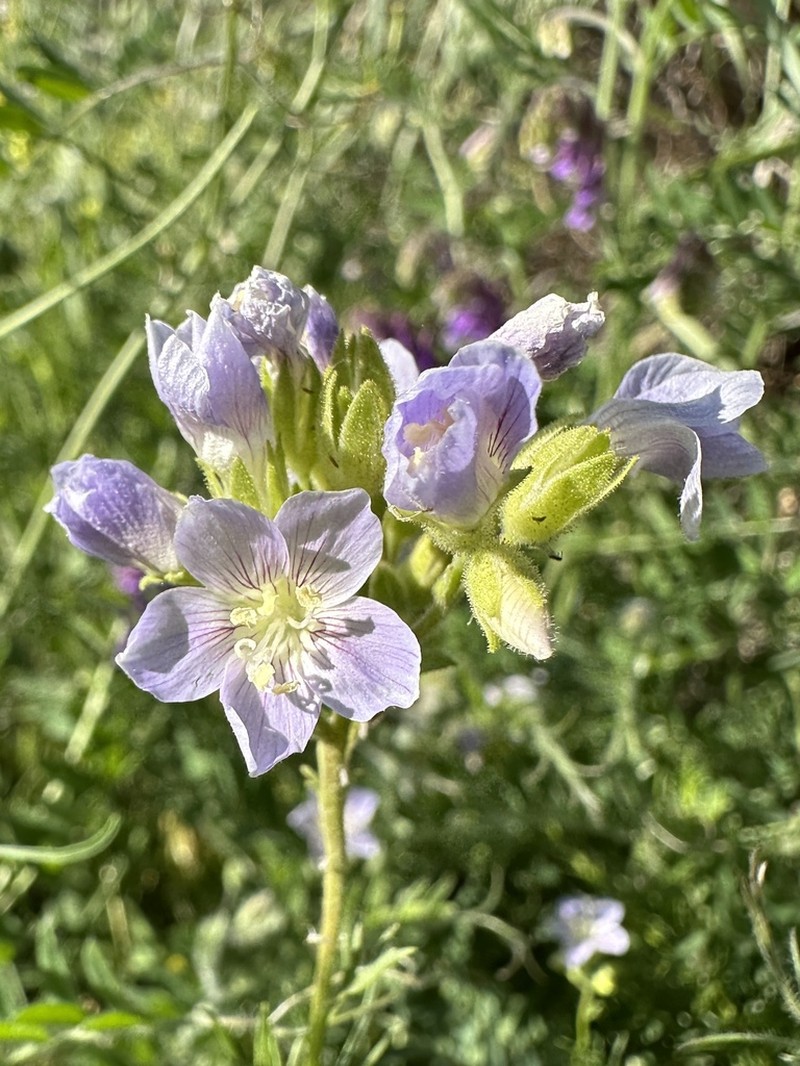 Washington Jacob's-Ladder photo 6