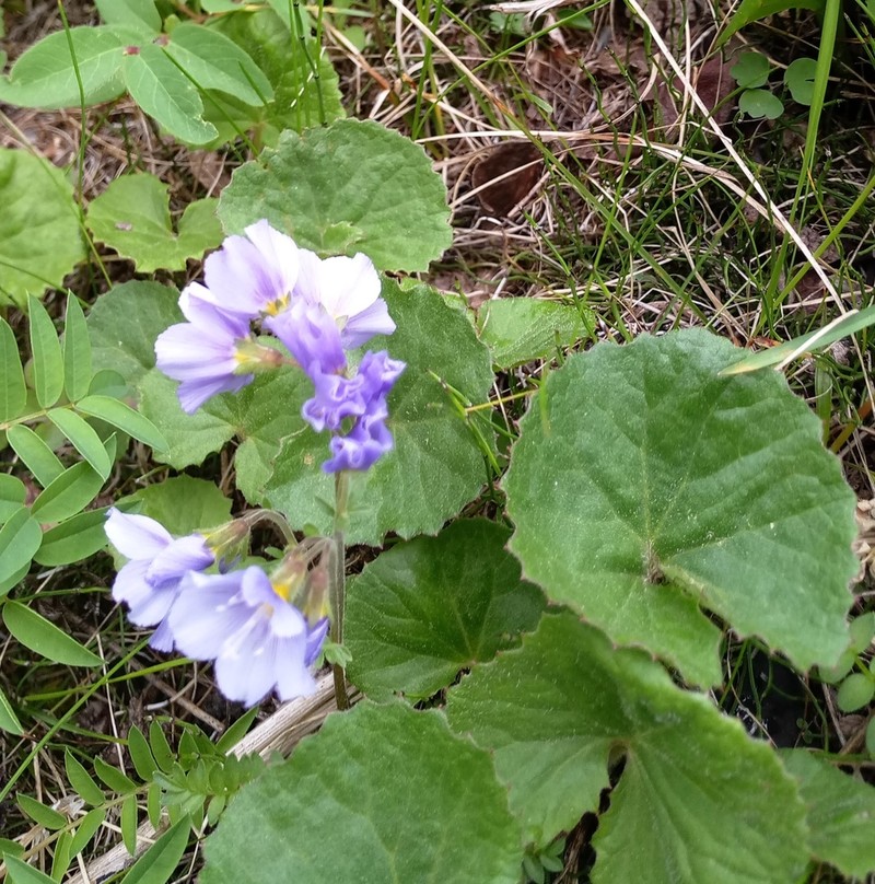 Polemonium pulchellum