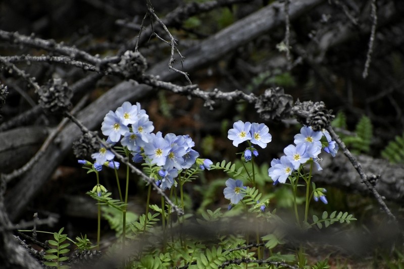 Polemonium pulchellum photo 2