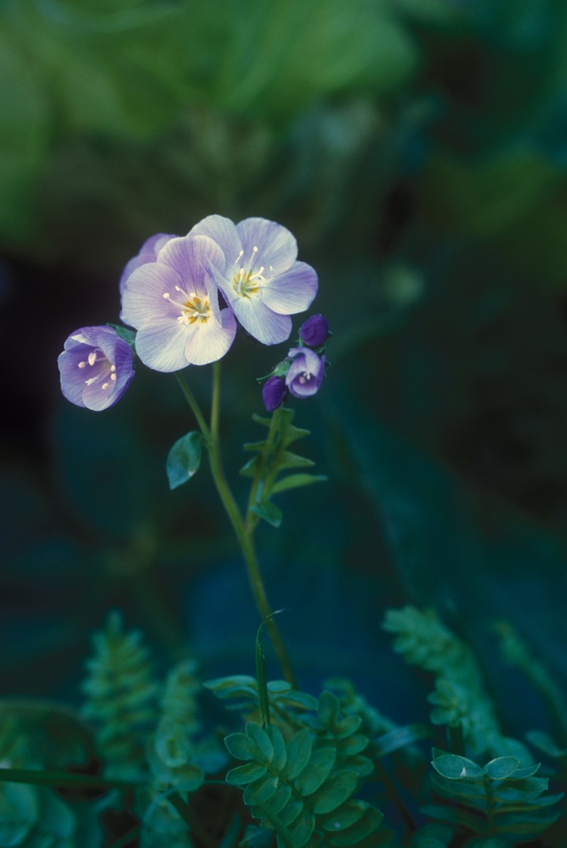 Polemonium pulchellum photo 3