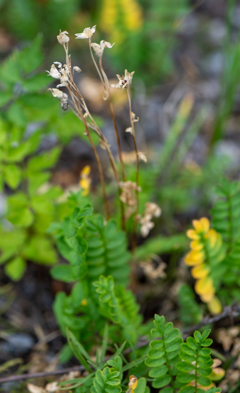 Polemonium pulchellum photo 5