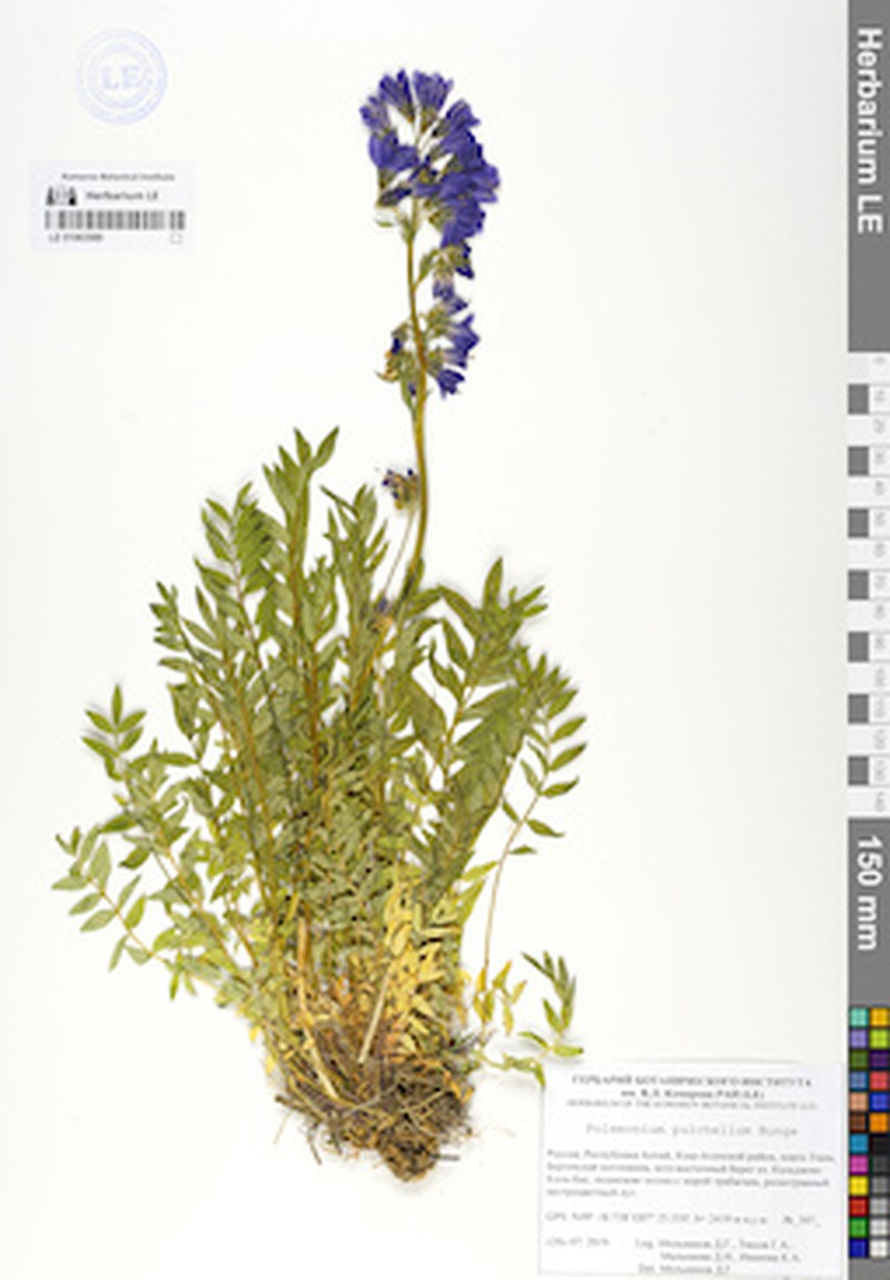 Polemonium pulchellum photo 7